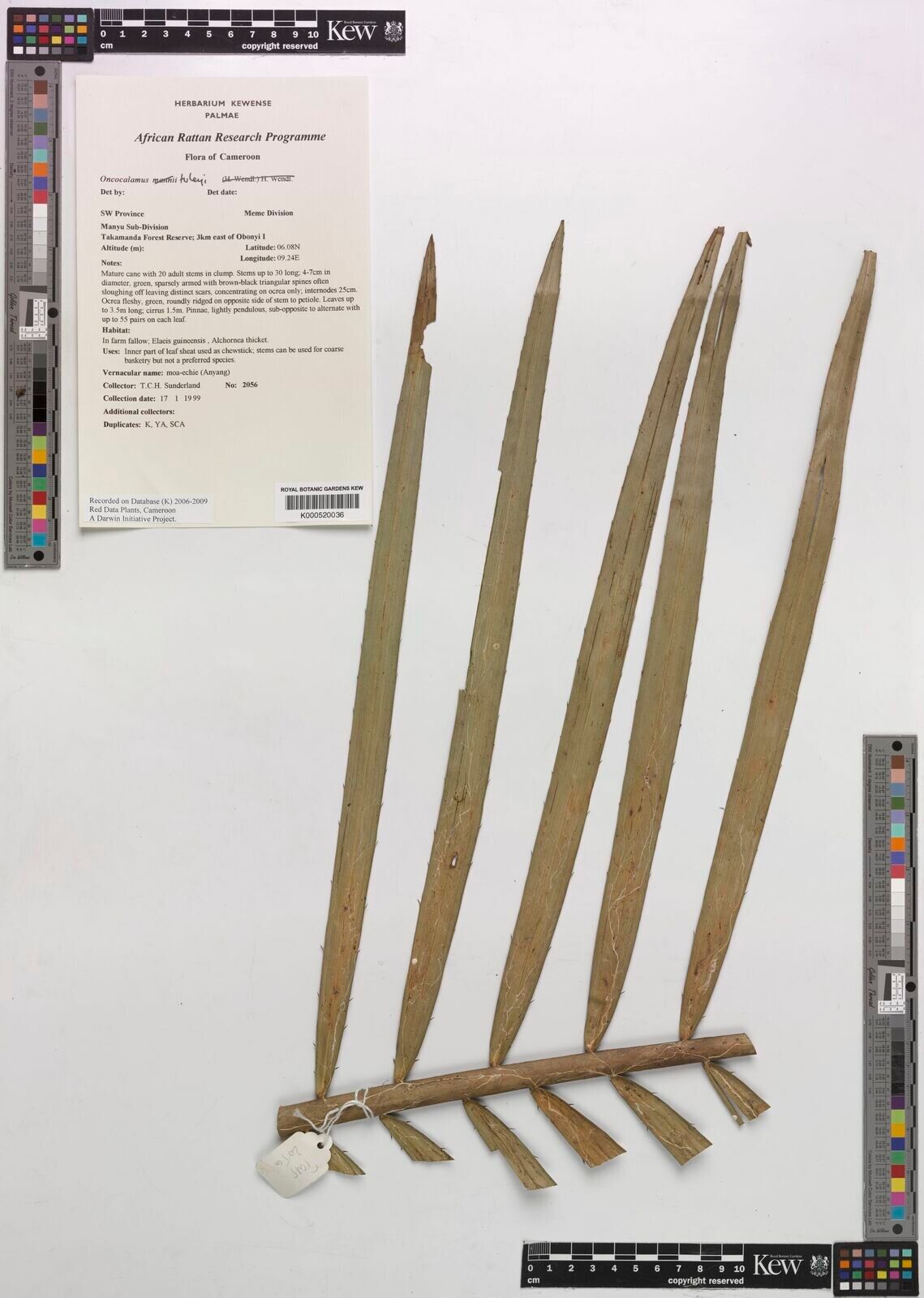 Oncocalamus tuleyi — related species from the same genus