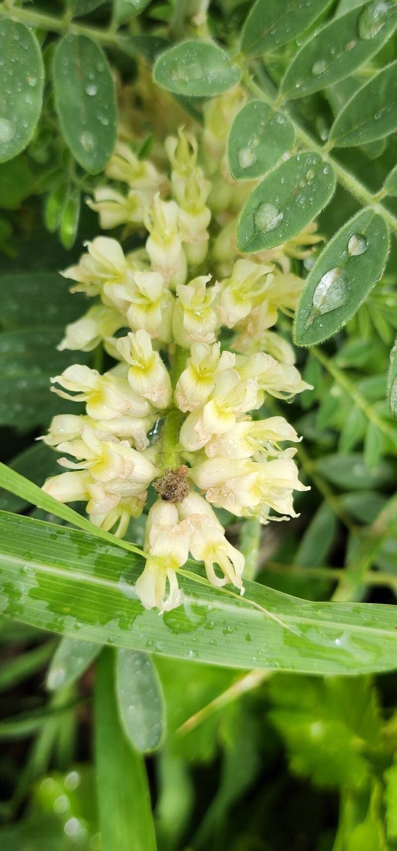 Sophora alopecuroides flower