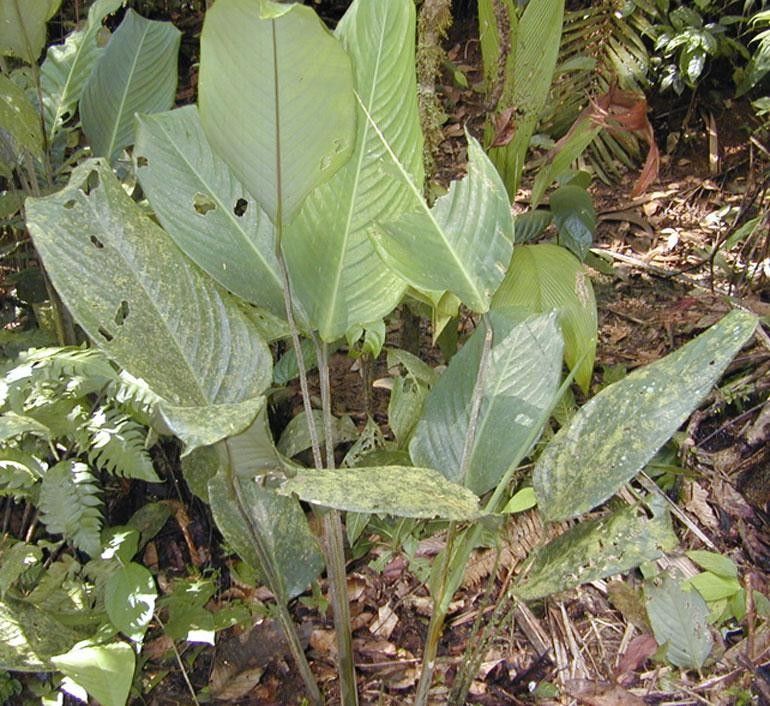 Stromanthe palustris