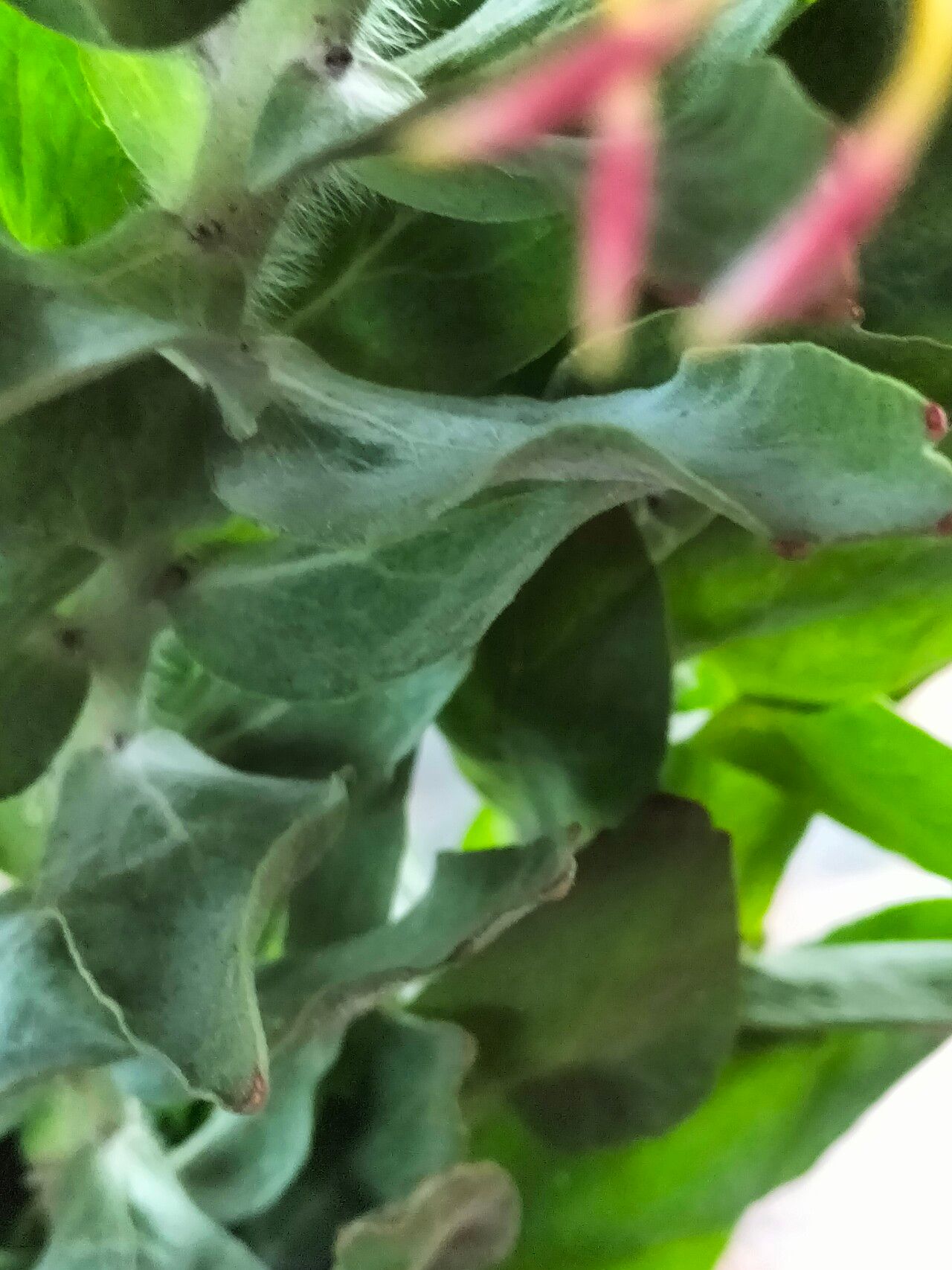 Leucospermum grandiflorum — search result for 'Leucospermum'