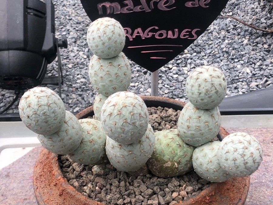 Tephrocactus geometricus — unique fruits houseplant