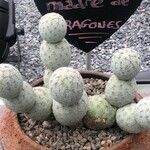 Tephrocactus geometricus