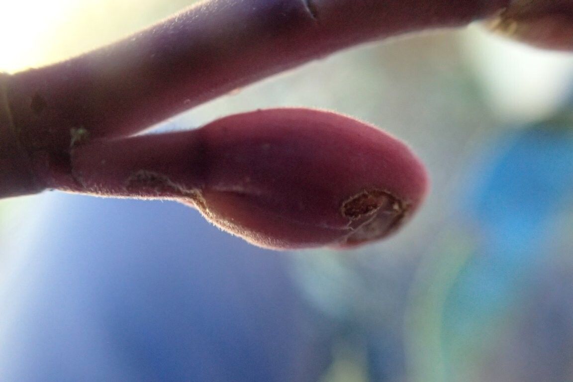 Daniellia ogea — related species from the same genus