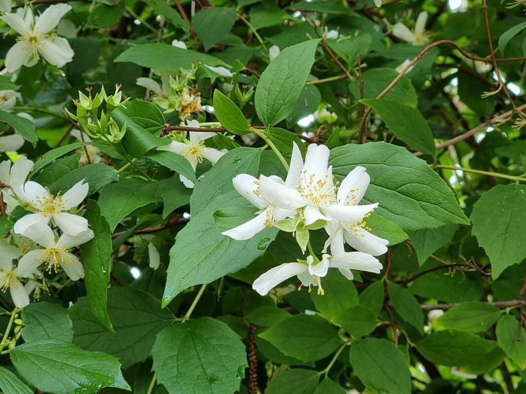 Philadelphus inodorus flower