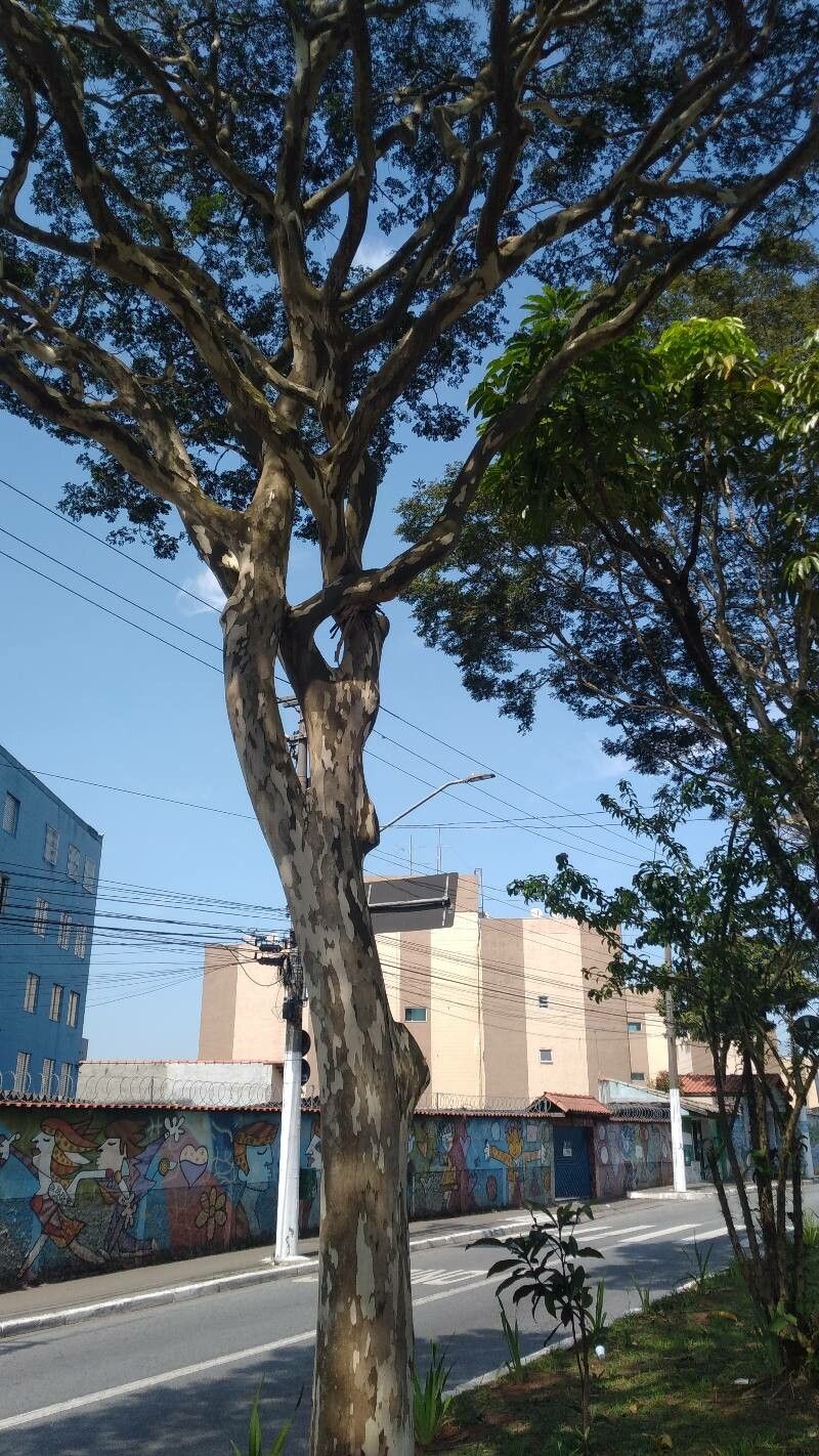 Caesalpinia leiostachya bark