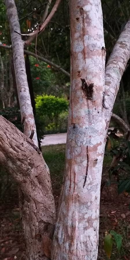 Woodfordia fruticosa bark