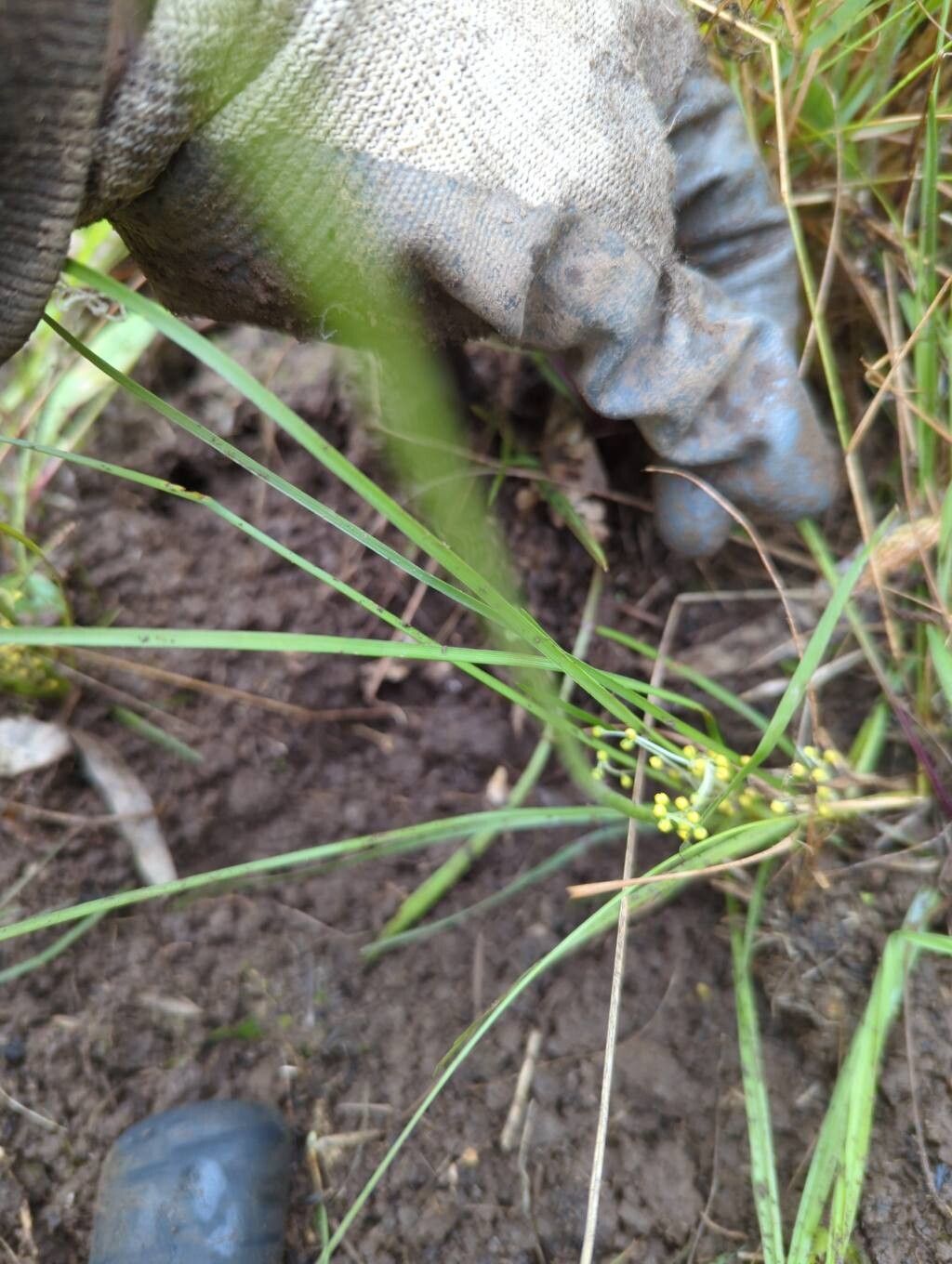 Lomandra filiformis — related species from the same genus