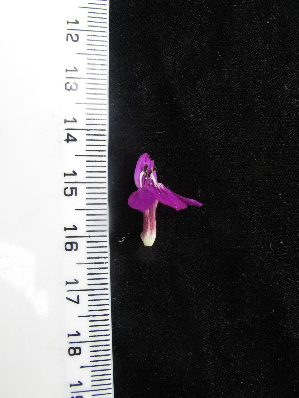 Justicia pubigera other