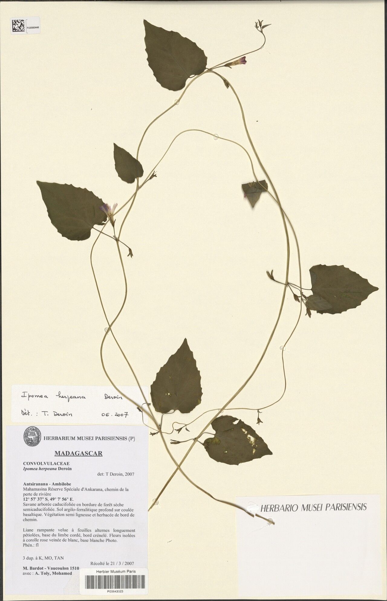 Ipomoea herpeana — houseplant care guide