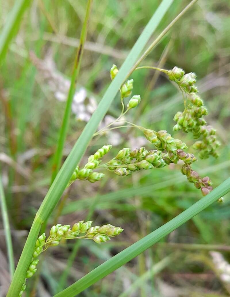 Chascolytrum lamarckianum flower