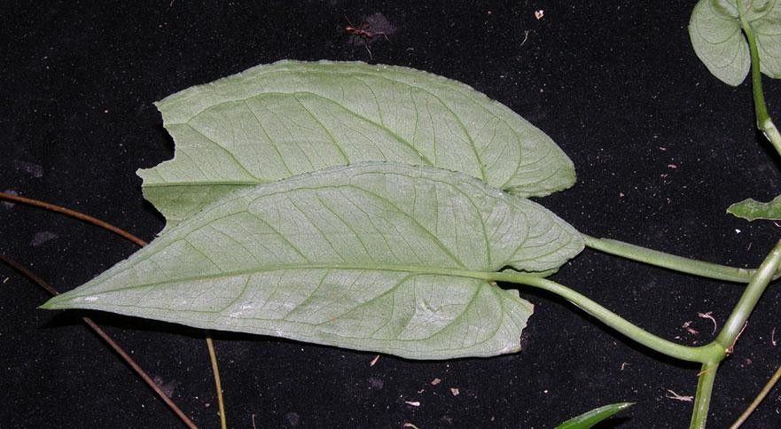 Syngonium rayi — pet friendly houseplant