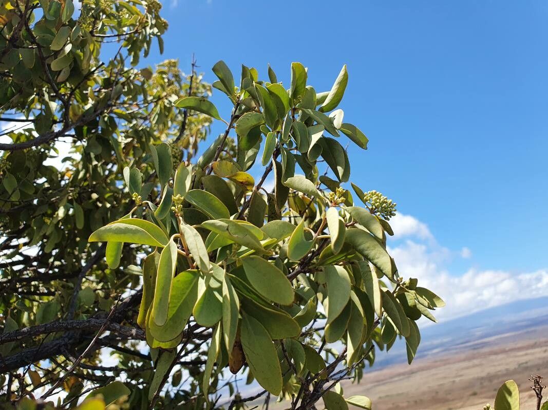 Santalum ellipticum — related species from the same genus