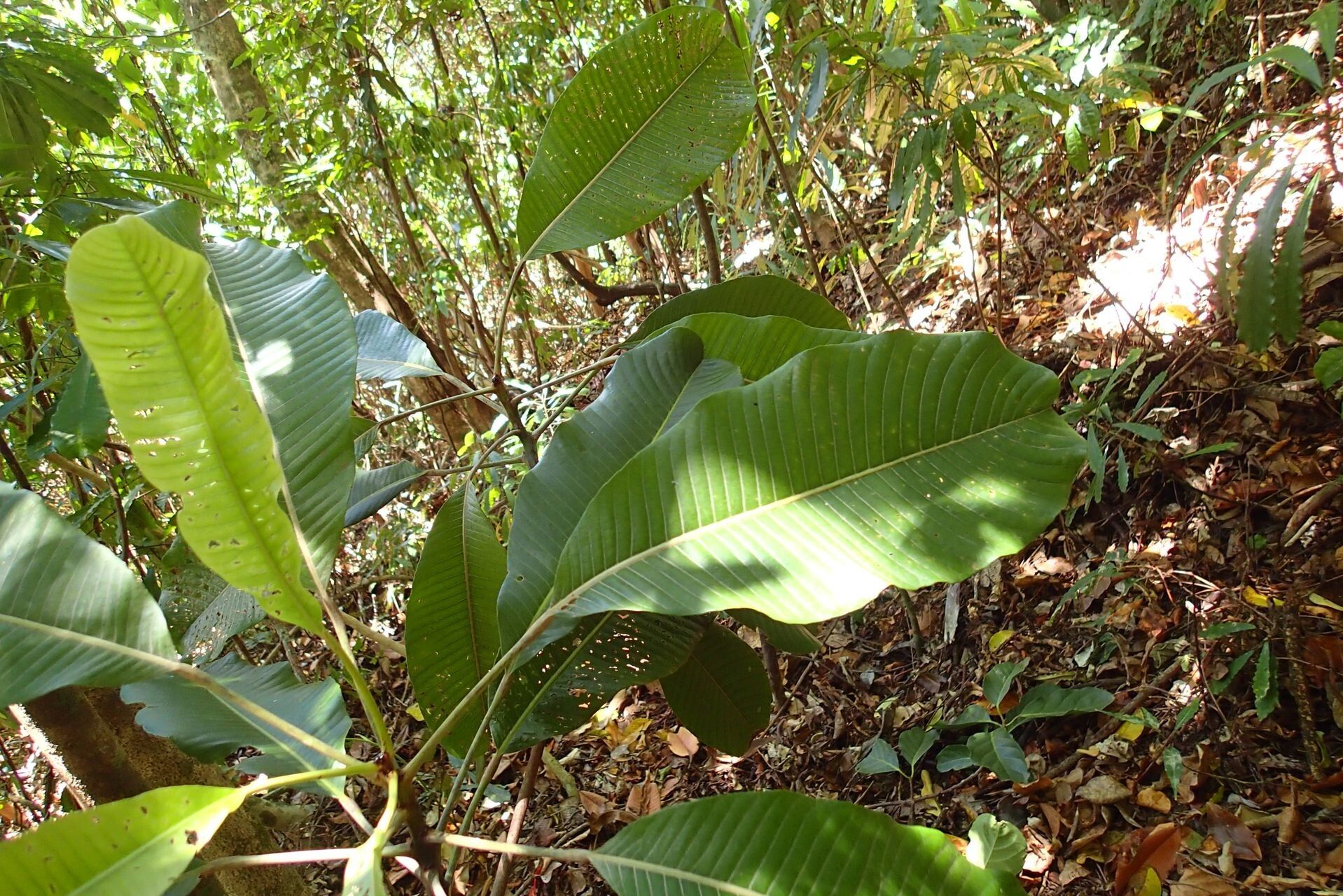 Elaeocarpus guillaumii — houseplant care guide