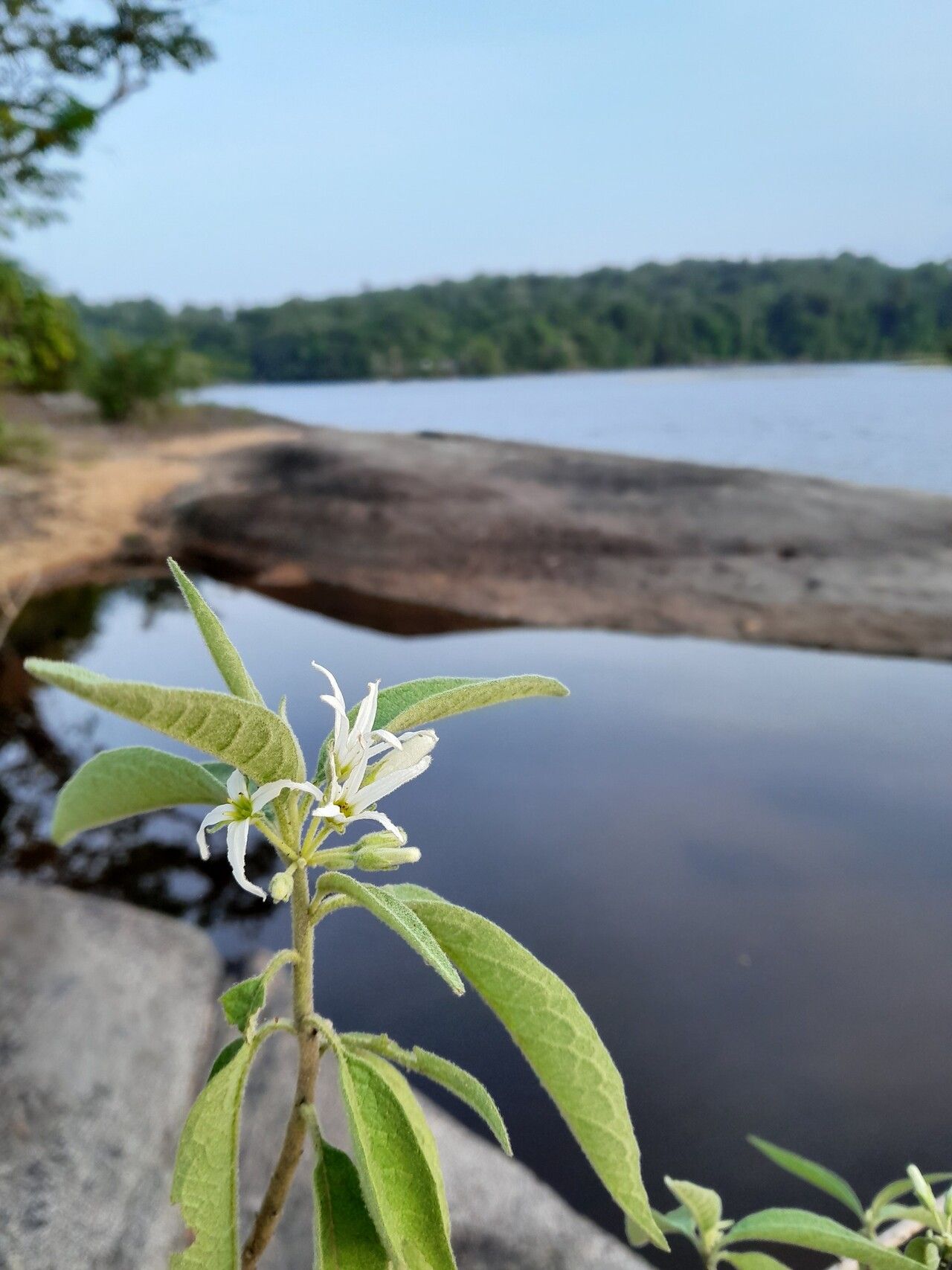 Solanum schomburgkii flower