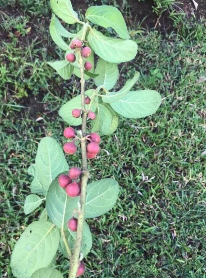 Siparuna brasiliensis fruit
