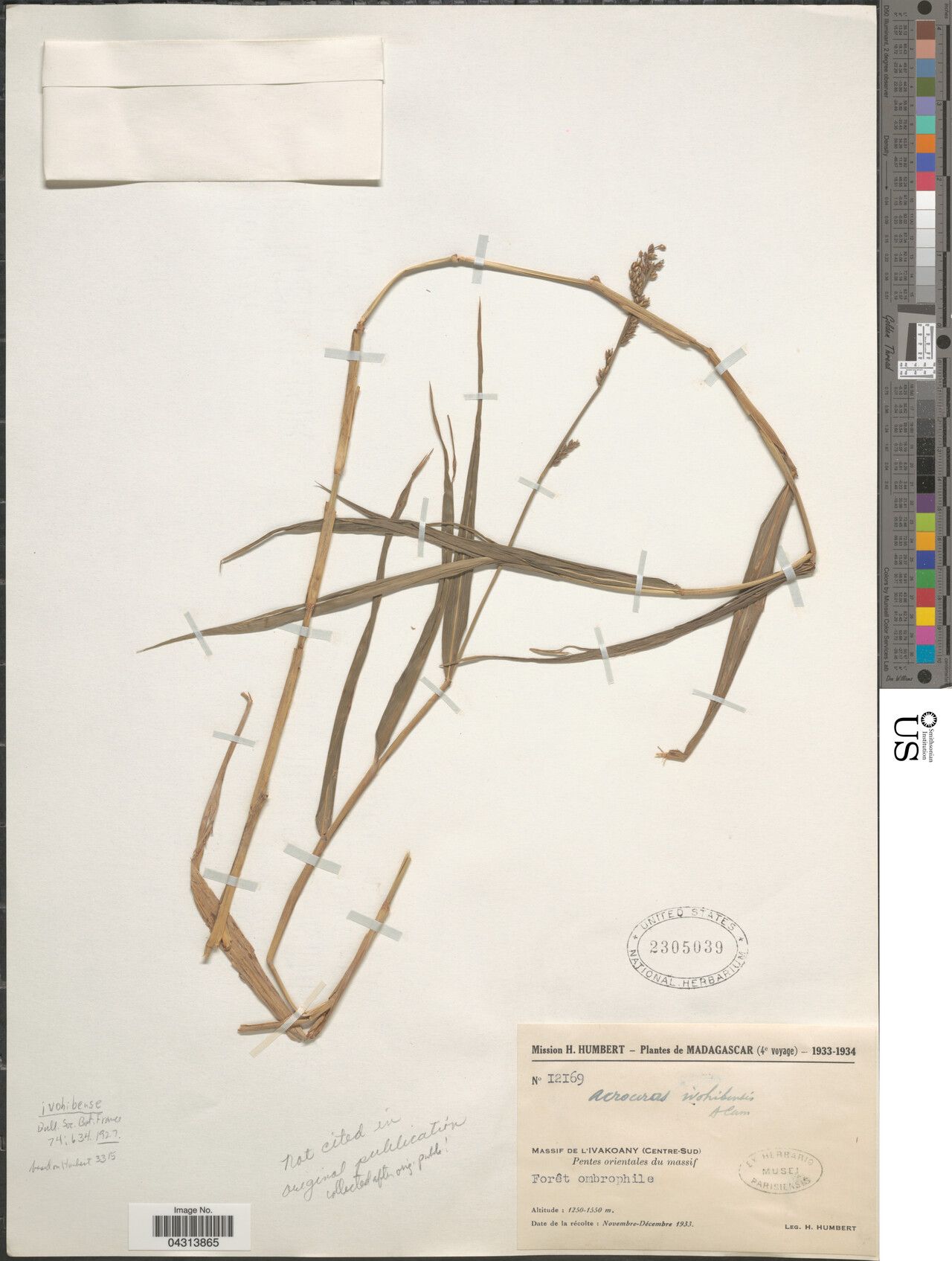 Acroceras ivohibense — houseplant care guide