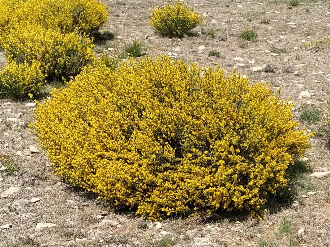 Genista ausetana flower