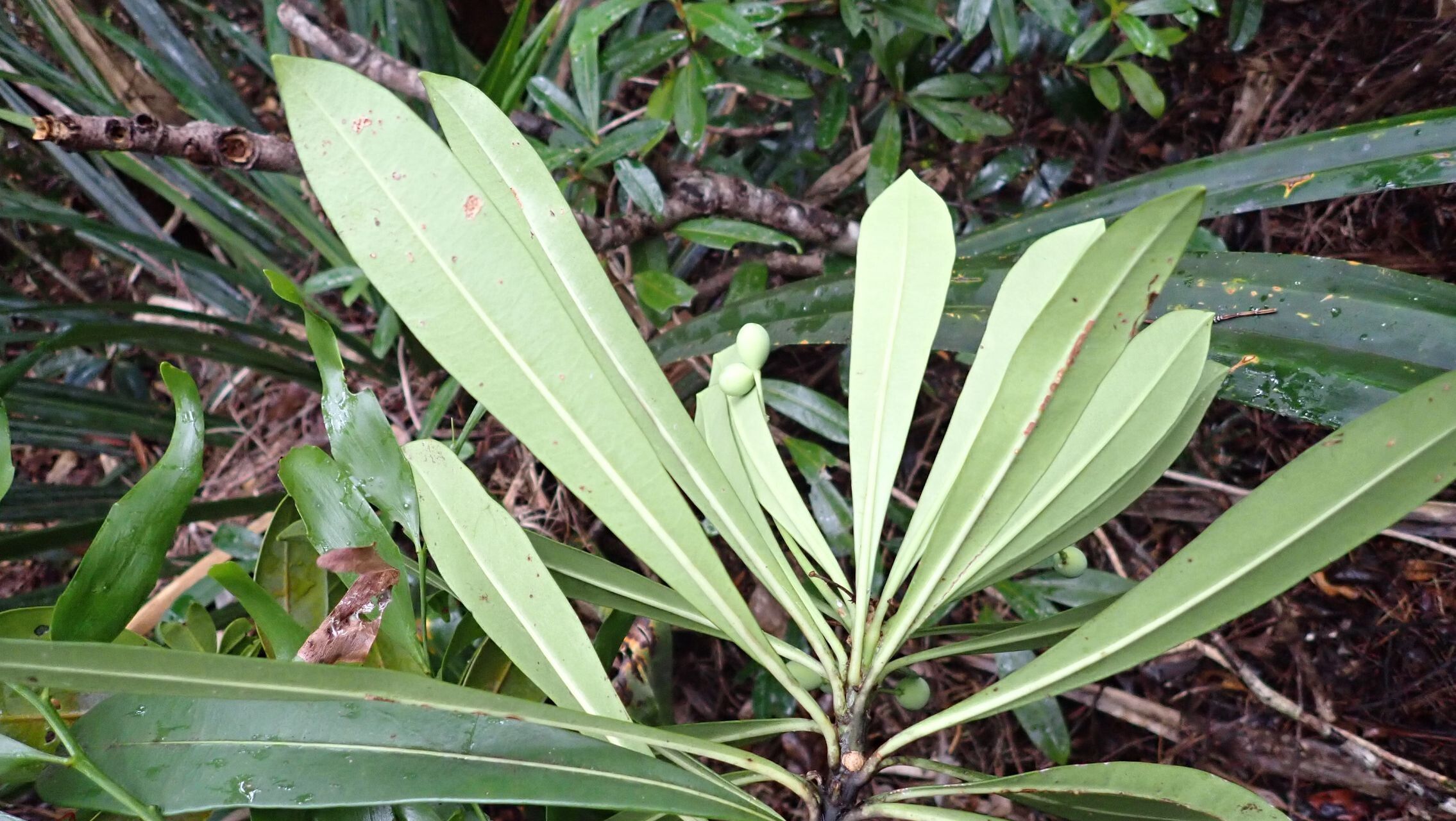 Rauvolfia balansae fruit