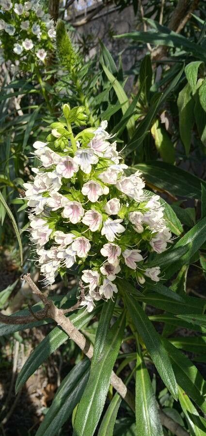 Echium virescens flower