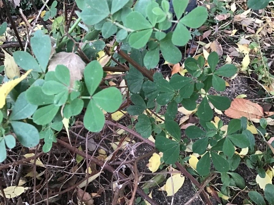 Dorycnium rectum — search result for 'Portugal'