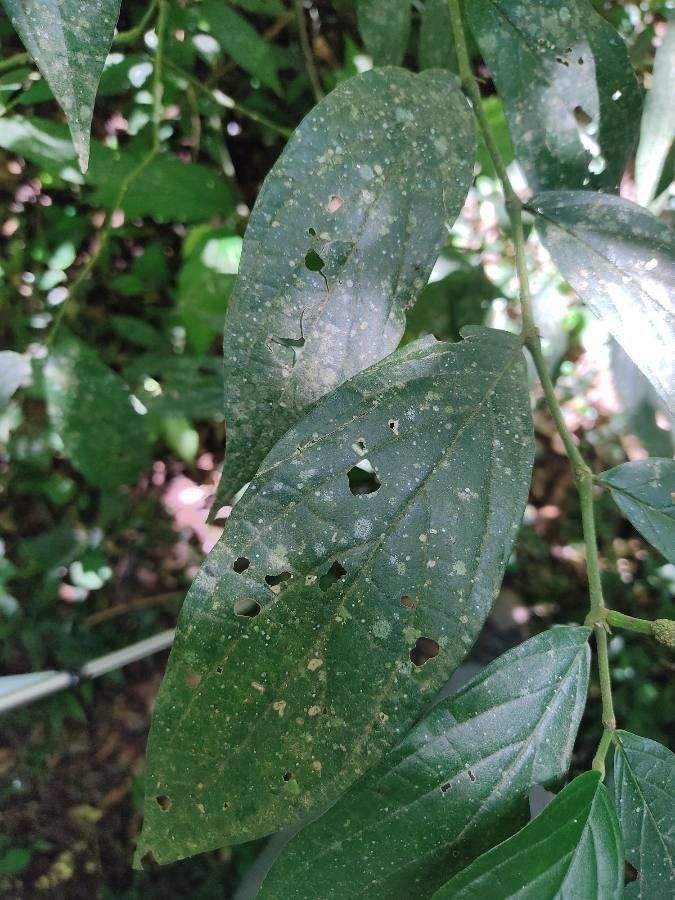 Piper gaudichaudianum — houseplant care guide