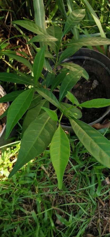 Tabernaemontana pandacaqui leaf