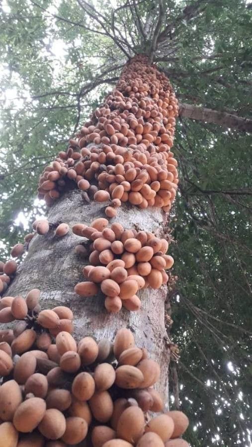 Pradosia lactescens — houseplant care guide