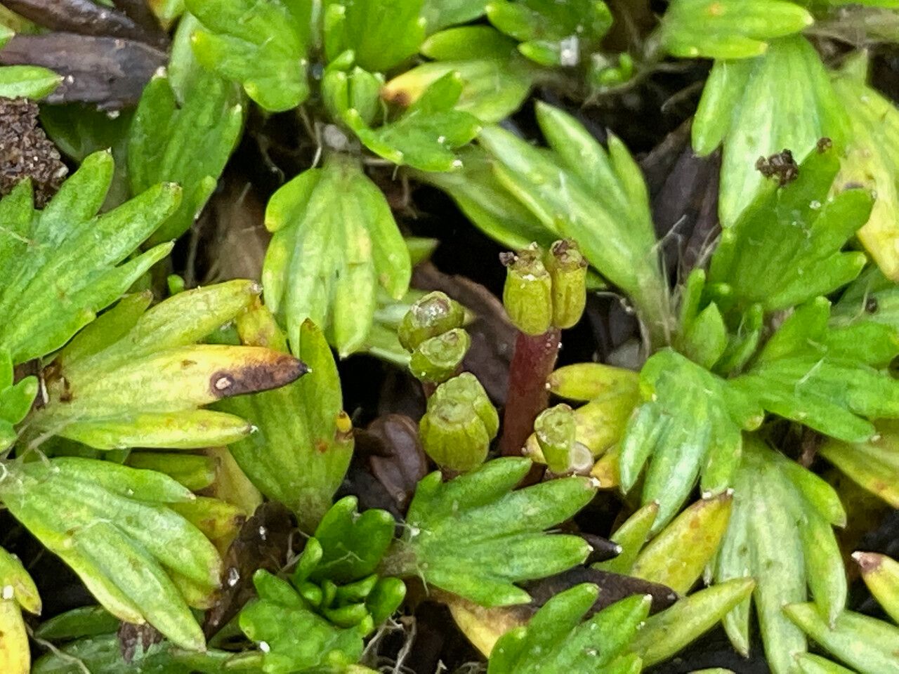 Azorella multifida fruit
