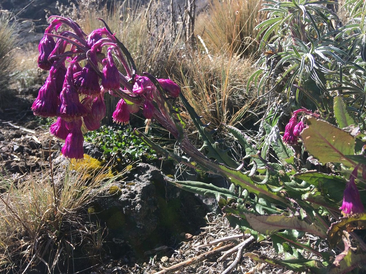 Senecio roseus flower