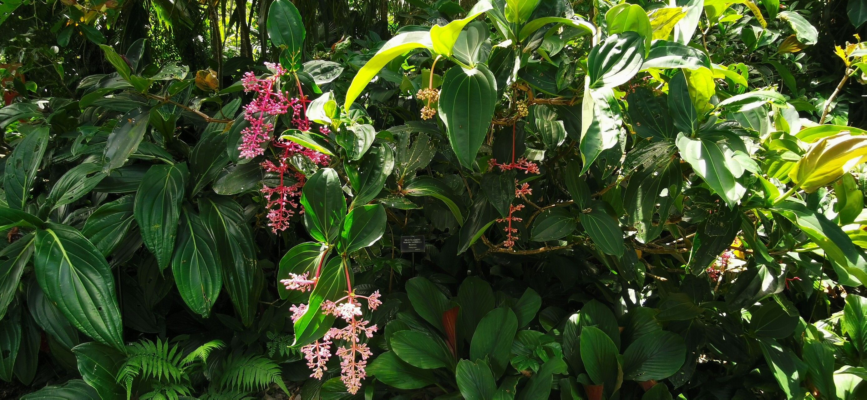 Medinilla banahaensis flower