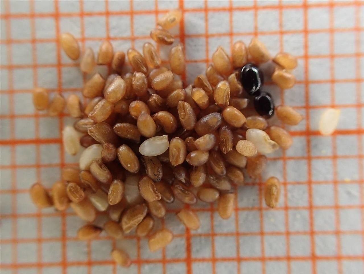 Eragrostis tef fruit