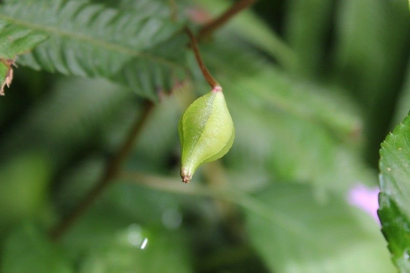 Impatiens flaccida fruit