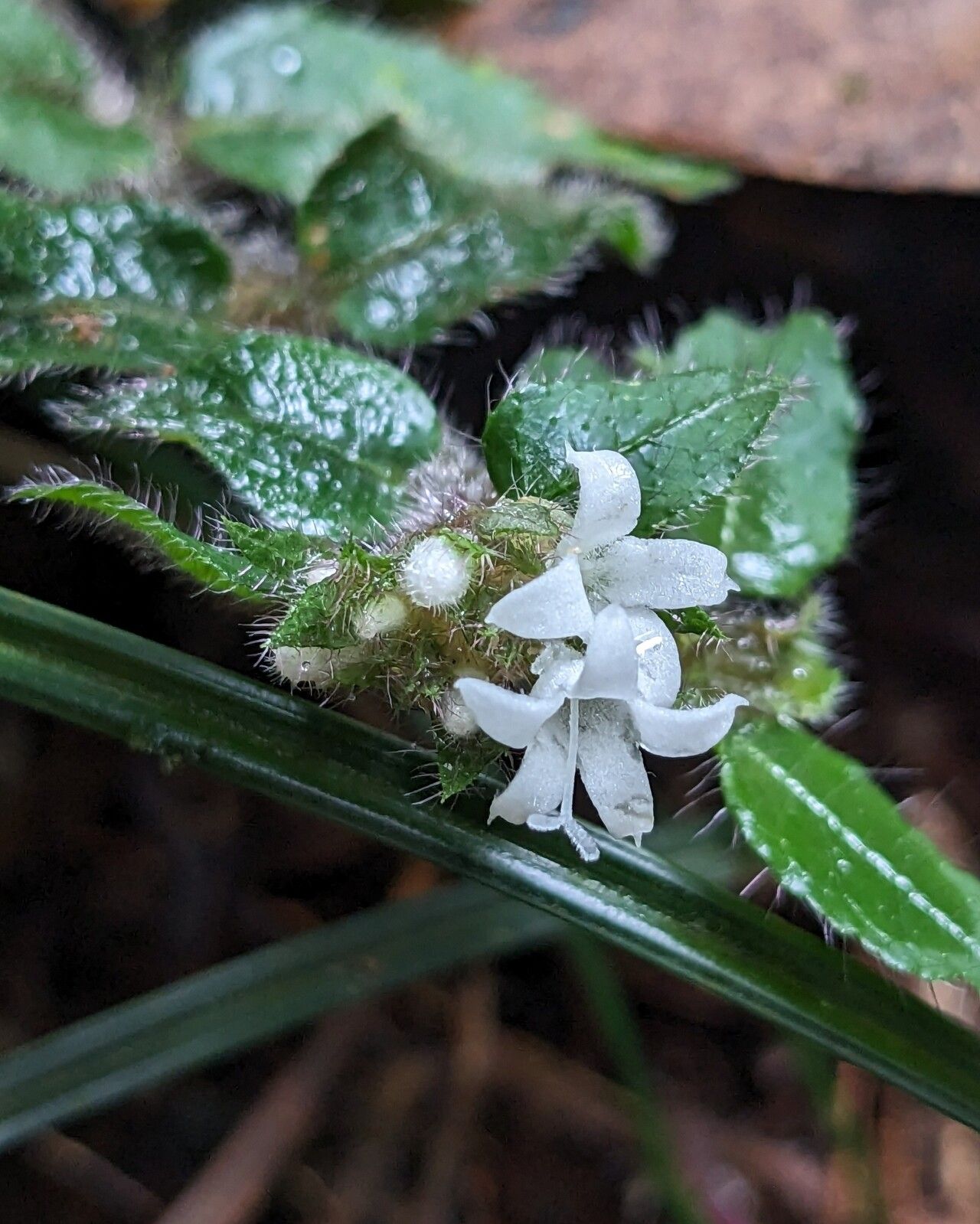 Palicourea debilis flower