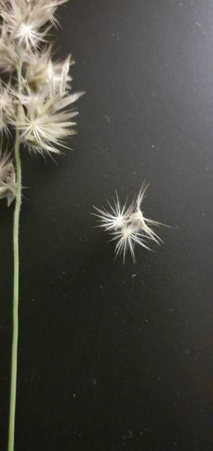 Enneapogon cenchroides fruit