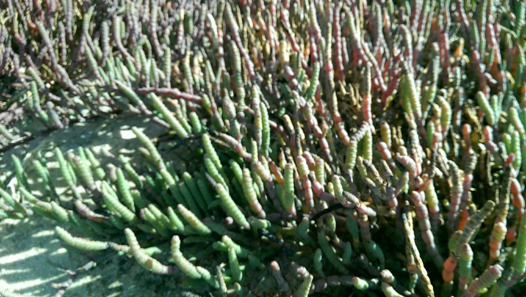 Salicornia perrieri — houseplant care guide