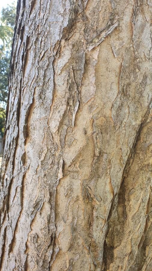 Aloidendron barberae bark