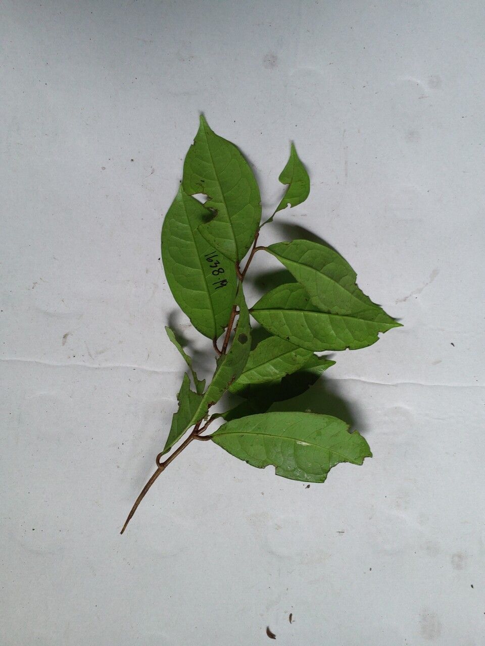 Tapura guianensis leaf