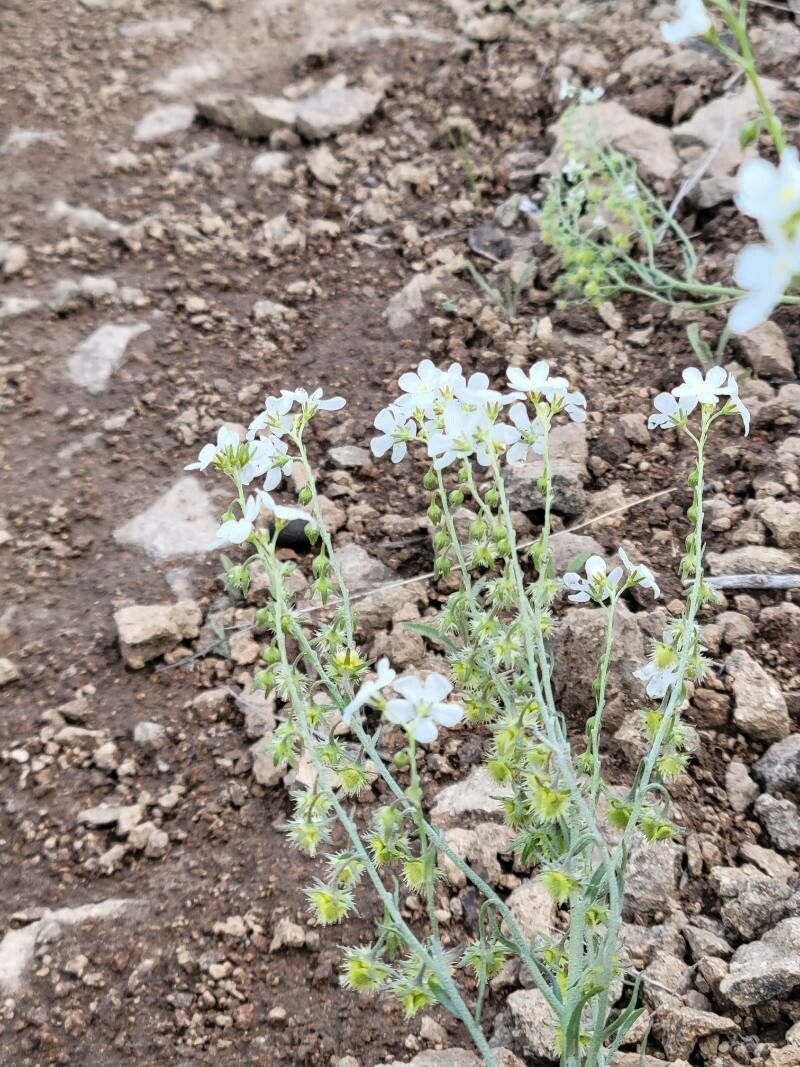 Hackelia californica flower