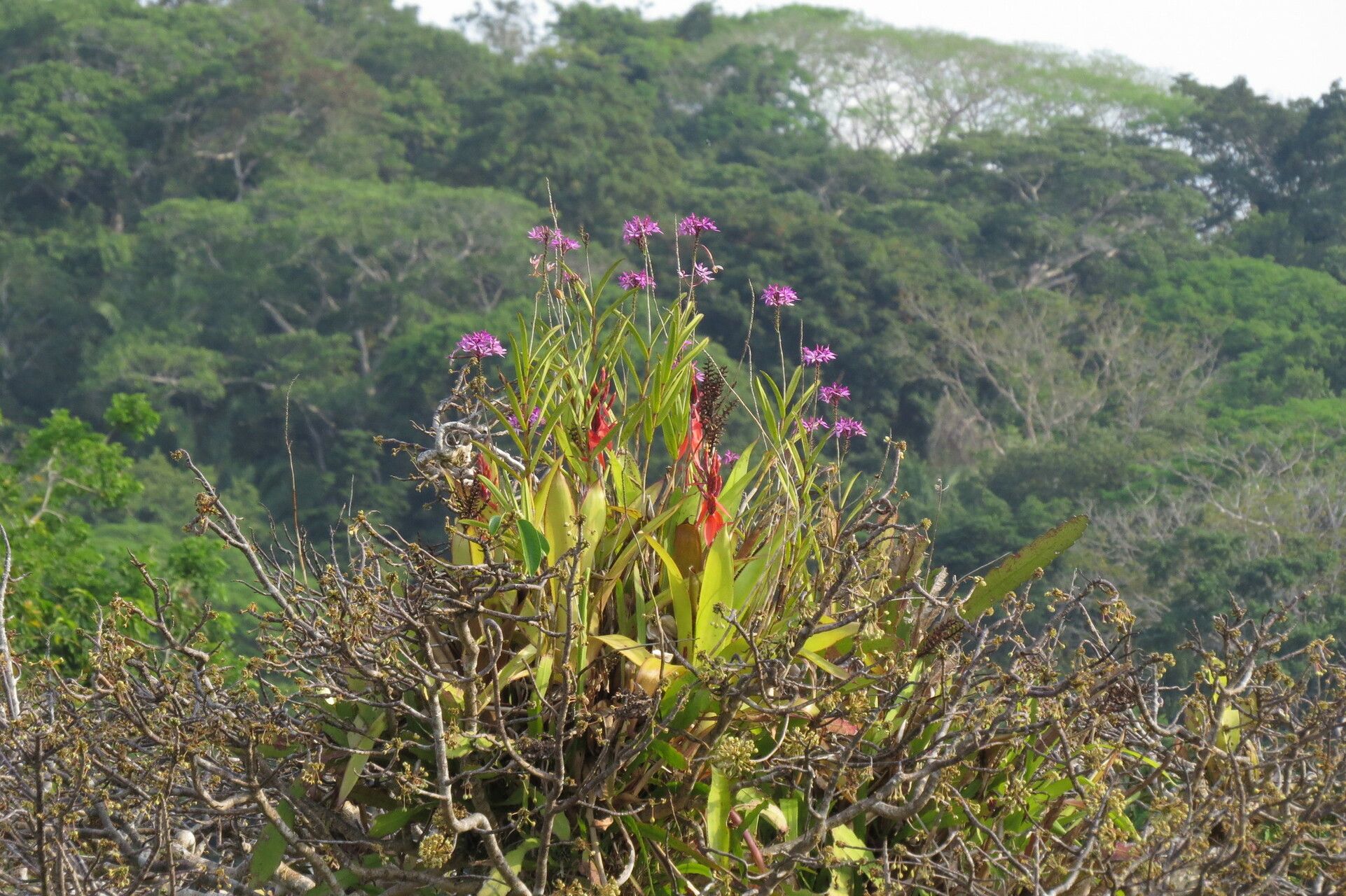 Epidendrum flexuosum habit