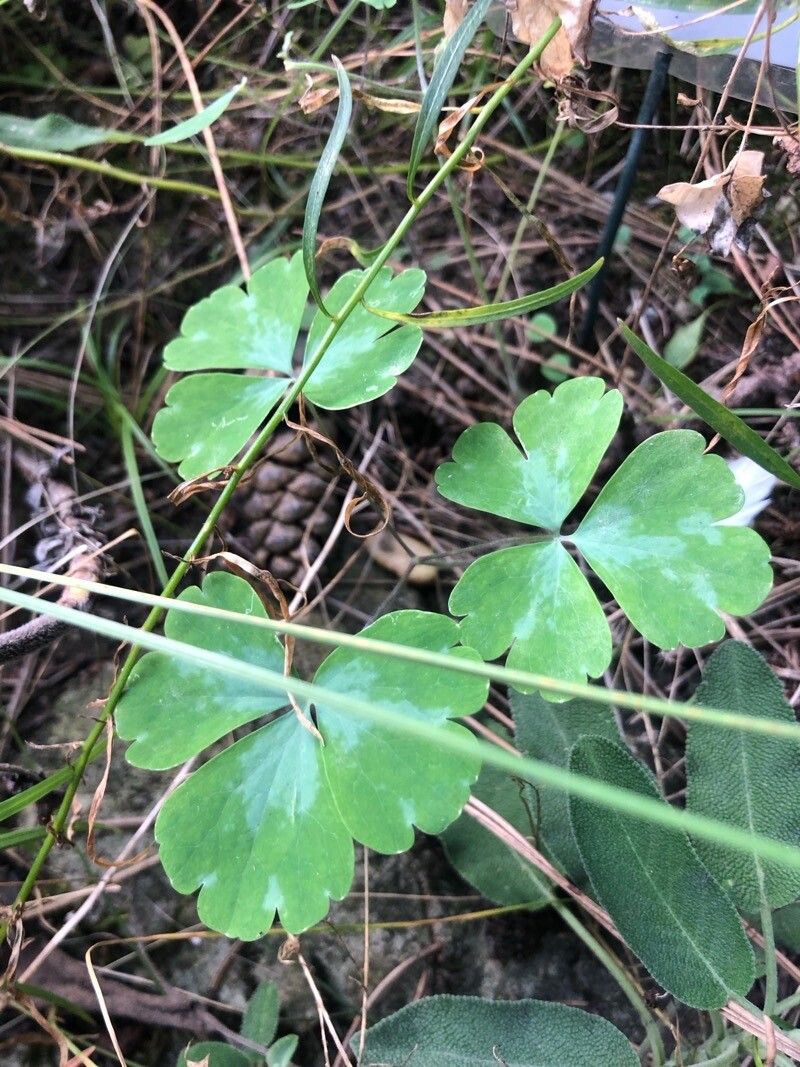 Aquilegia rockii — search result for 'Aquilegia'