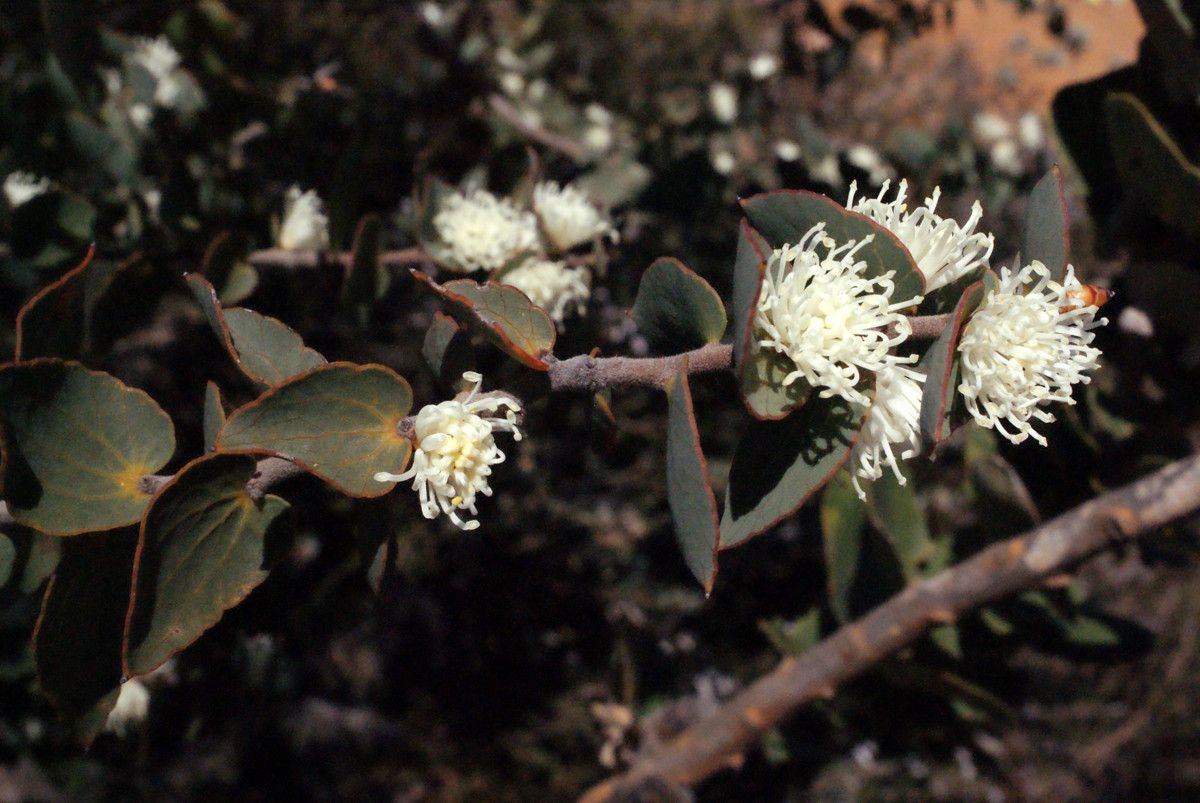Hakea ruscifolia flower