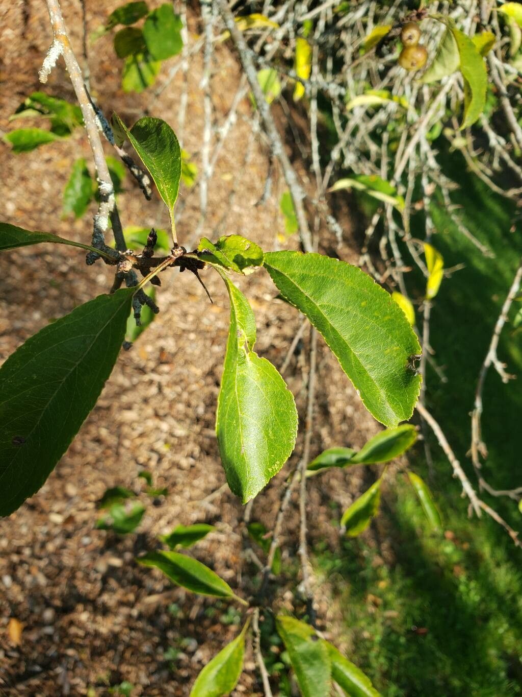 Malus mandshurica leaf