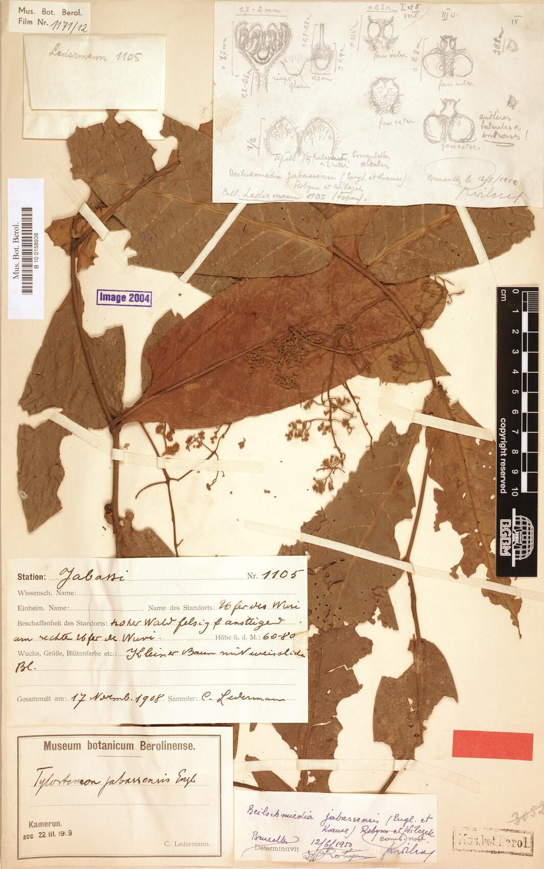 Beilschmiedia jabassensis — houseplant care guide