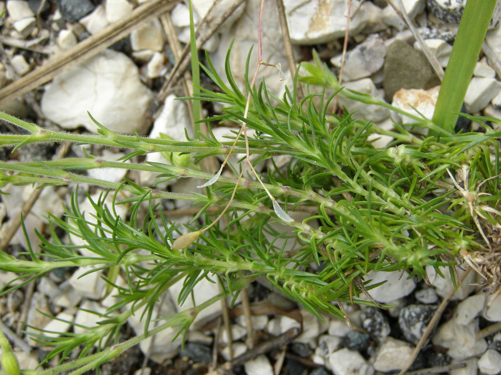 Cherleria baldaccii — related species from the same genus