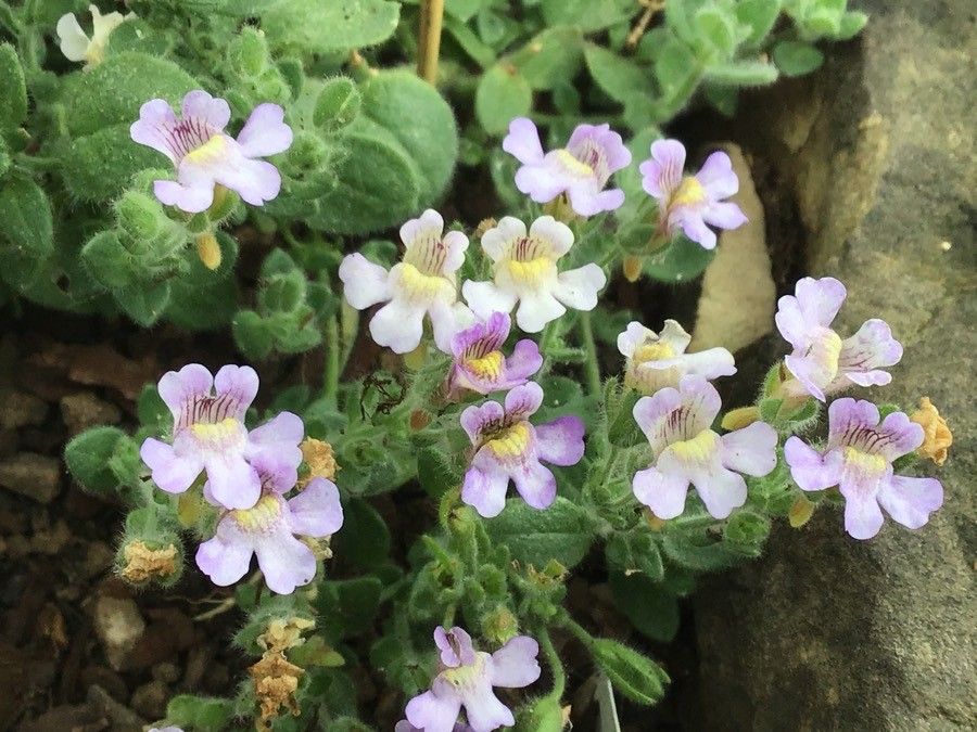 Chaenorhinum glareosum flower