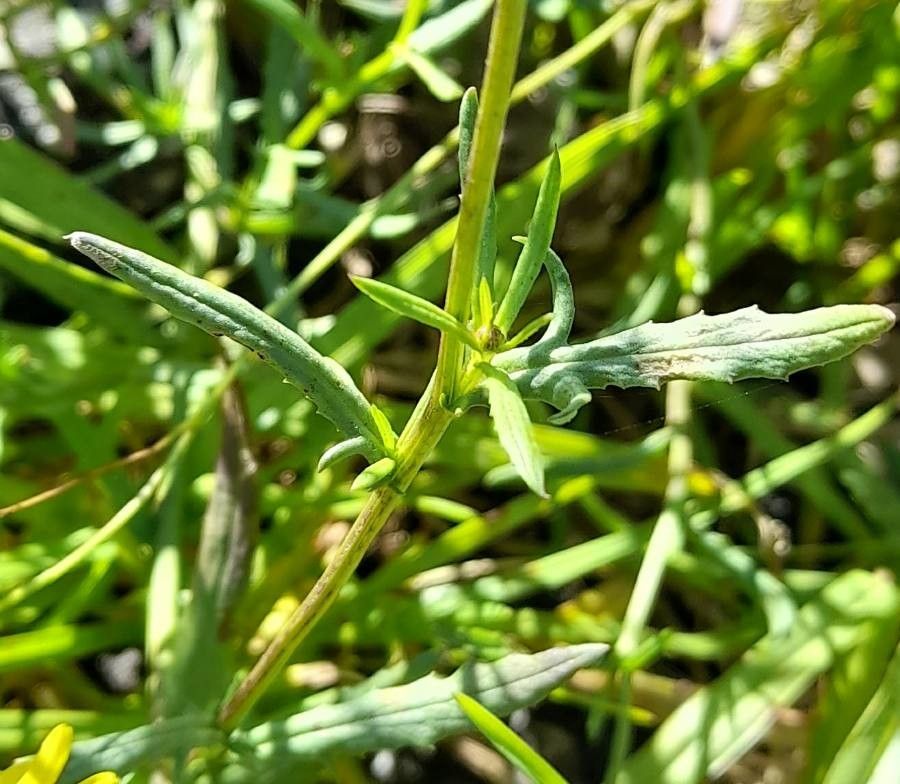 Senecio madagascariensis leaf