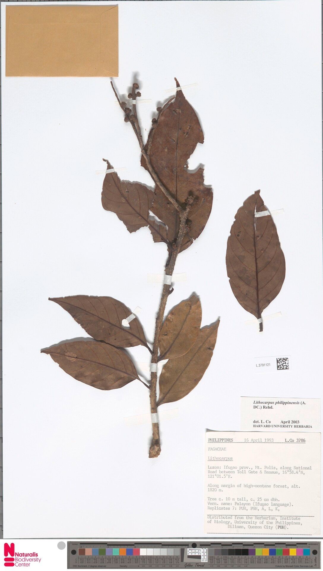 Lithocarpus philippinensis — search result for 'Lithocarpus'
