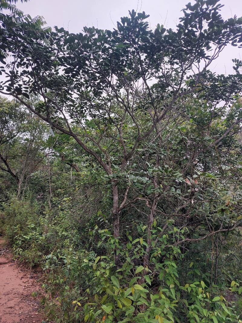 Simarouba versicolor habit