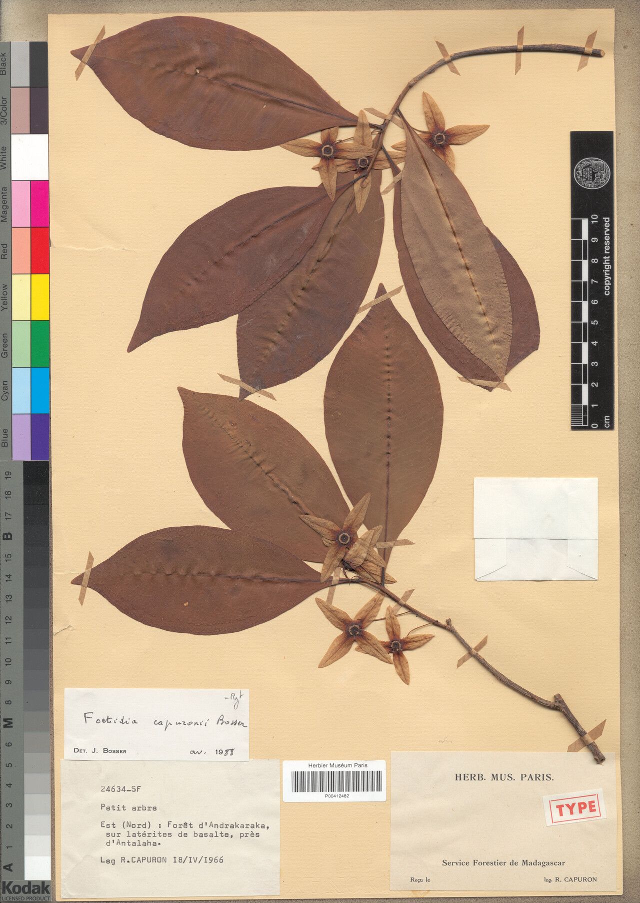 Foetidia capuronii — related species from the same genus