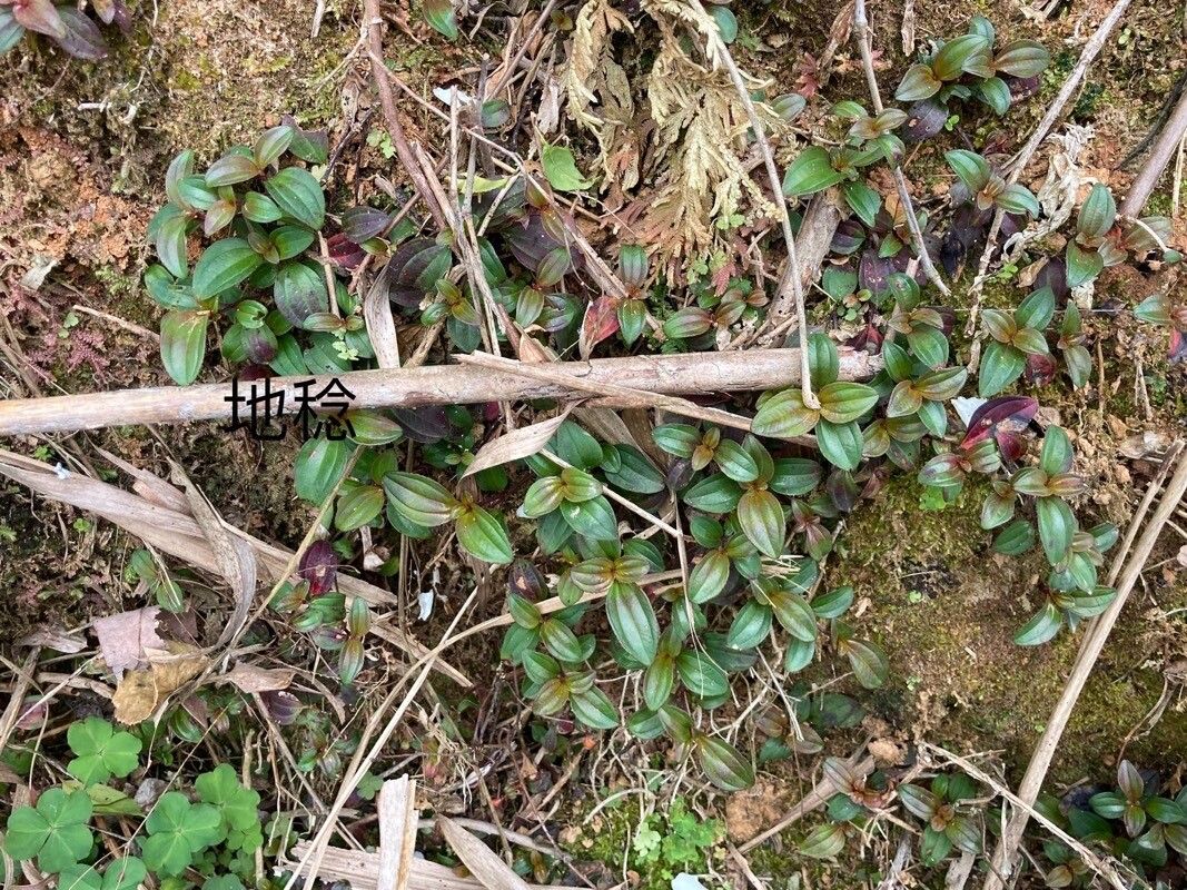 Melastoma dodecandrum — related species from the same genus